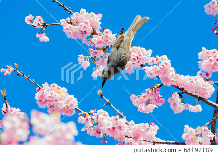 Cold Asakura and birds Cold Asakura and birds 68192189