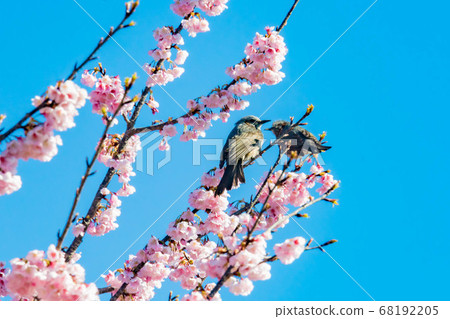 Cold Asakura and birds Cold Asakura and birds 68192205