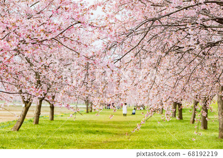 三月在北淺草櫻月見公園 三月在北淺草櫻月見公園 68192219