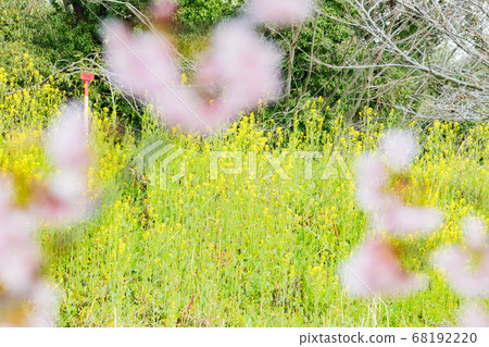 三月在北淺草櫻月見公園 三月在北淺草櫻月見公園 68192220
