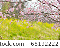 三月在北淺草櫻月見公園 68192222