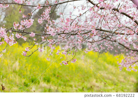 三月在北淺草櫻月見公園 三月在北淺草櫻月見公園 68192222