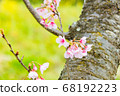 安西冷櫻桃樹 68192223
