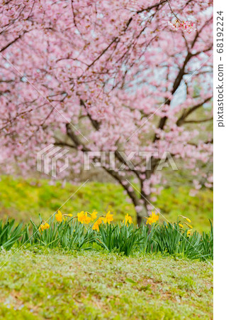 三月在北淺草櫻月見公園 三月在北淺草櫻月見公園 68192224