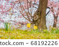 三月在北淺草櫻月見公園 68192226