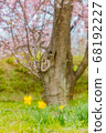 三月在北淺草櫻月見公園 68192227