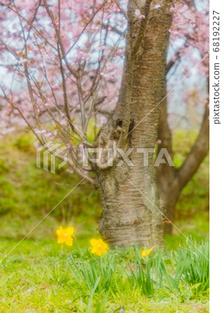 三月在北淺草櫻月見公園 三月在北淺草櫻月見公園 68192227