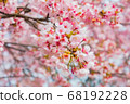安西冷櫻桃樹 68192228