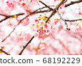 安西冷櫻桃樹 68192229