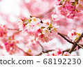 安西冷櫻桃樹 68192230