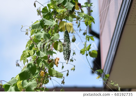 Bitter gourd Bitter gourd 68192735
