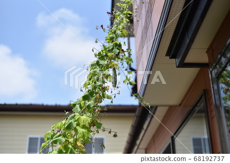 Bitter gourd 68192737