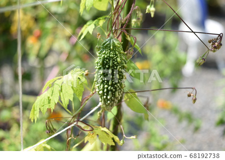 Bitter gourd 68192738