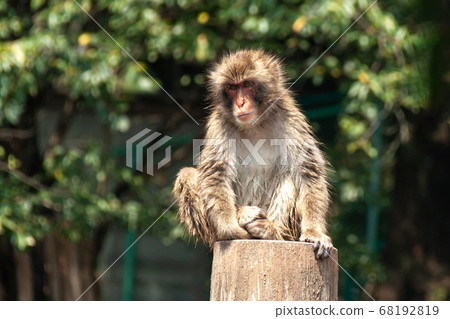 一隻日本獼猴在猿山市看著他的朋友們 68192819