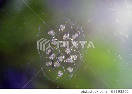 Ramshorn snail eggs on glass in the aquarium Ramshorn snail eggs on glass in the aquarium 68193201