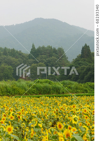 風景植物照片秋田多澤子町的向日葵田像一個活潑的孩子的向日葵花 68193340
