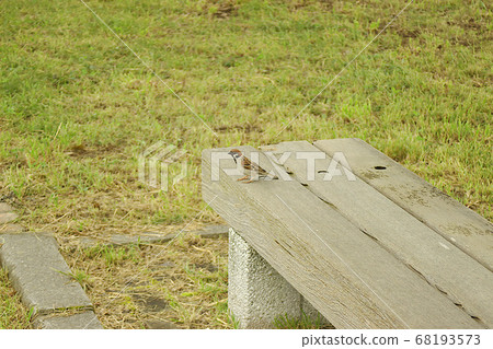 Sparrow perched on a bench Sparrow perched on a bench 68193573
