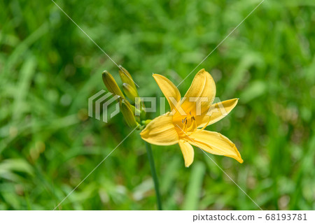 黃花菜 黃花菜 68193781