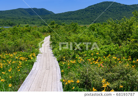 小國沼澤里的日光莎草群落 小國沼澤里的日光莎草群落 68193787