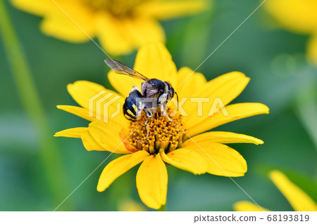 Tomon蜜蜂 Tomon蜜蜂 68193819