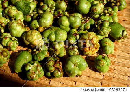 Matatabi水果，一種藥酒原料 68193974