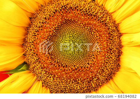 Sunflower petals in close-up as patterns and full-screen textures as background. Macro Sunflower petals in close-up as patterns and full-screen textures as background. Macro 68194082