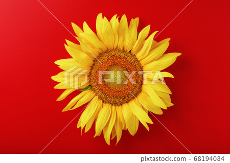 Sunflower yellow on a red background top view. Free space for copying. 68194084