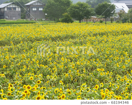 Nature landscape plant photo Sunflower field in Akita Tazawako Town Yellow carpet Nature landscape plant photo Sunflower field in Akita Tazawako Town Yellow carpet 68194346