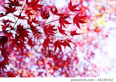 Autumn feature autumn leaves 68194362