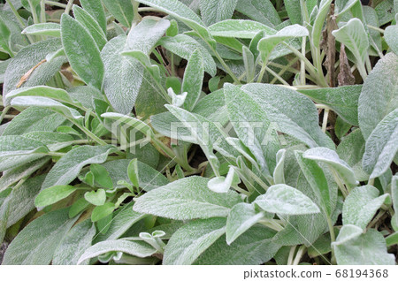 Rumzuya Rumzuya 68194368
