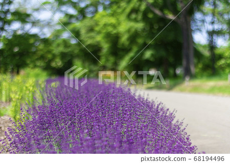 Lavender path 68194496