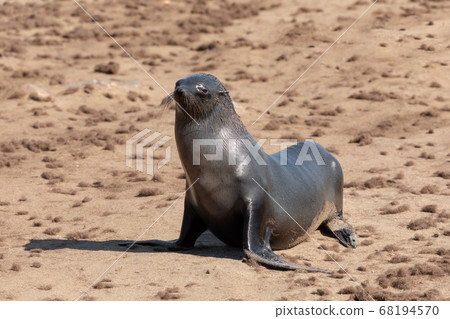 african carnivore brown seal in Cape Cross, 68194570
