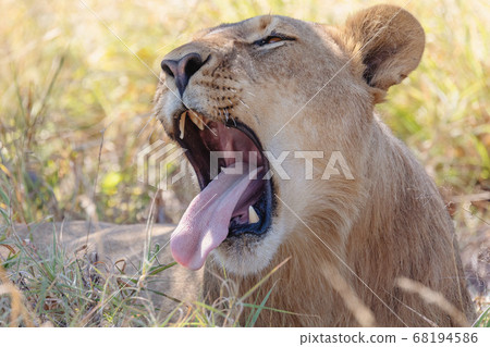 resting young lions Botswana Africa safari resting young lions Botswana Africa safari 68194586