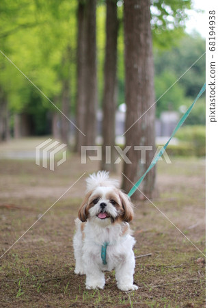 Shih tzu Shih tzu 68194938