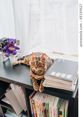 Bengal cat riding a bookshelf 68195627