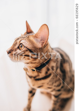 Kitten up Bengal Kitten up Bengal 68195629