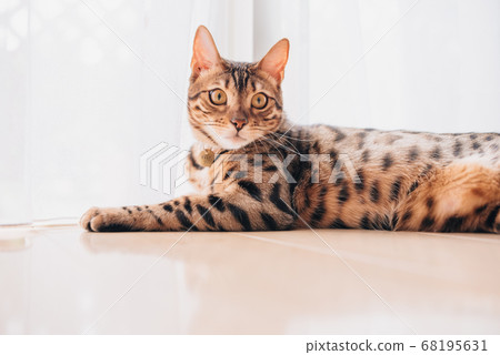 Kitten Bengal 68195631