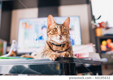 小貓看很遠 小貓看很遠 68195632