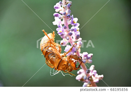 Cicada shell Cicada shell 68195856