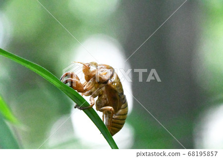 Cicada shell Cicada shell 68195857