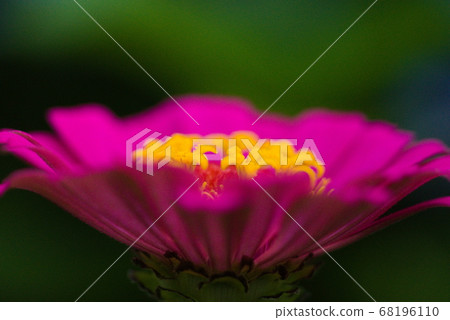 竹草 68196110