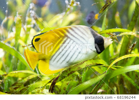 Spiny butterfly Spiny butterfly 68196244