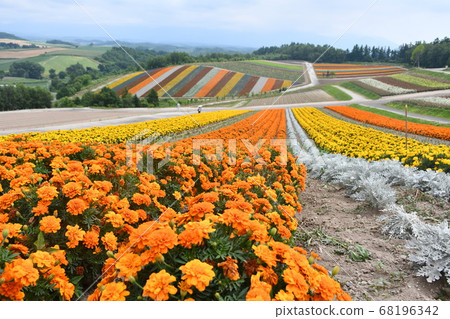 Amazing flower garden in Biei Amazing flower garden in Biei 68196342