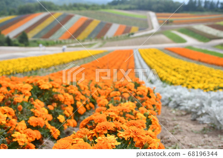 Amazing flower garden in Biei Amazing flower garden in Biei 68196344