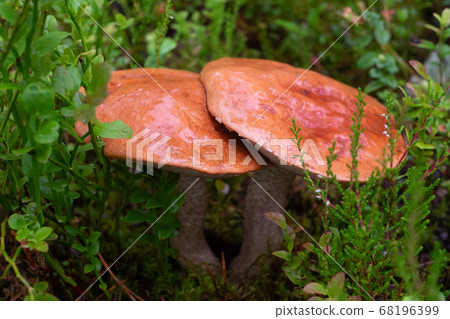 Mushroom Leccinum Aurantiacum with orange caps Mushroom Leccinum Aurantiacum with orange caps 68196399