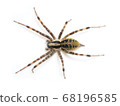 Spider with a dirty shelf net on a black spider or hedge 68196585