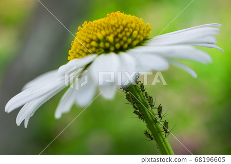 Macro of a Macrosiphum aphid on a camomile flower 68196605