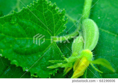 Small cucumber with flower and green leaf. Small cucumber with flower and green leaf. 68196606