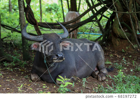 The buffalo is rest under the tree at garden in 68197272