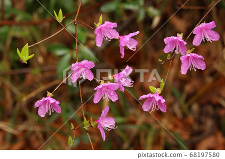 在里山森林裡靜靜盛開的蜜蜂杜鵑花 在里山森林裡靜靜盛開的蜜蜂杜鵑花 68197580